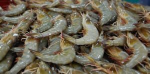 1 Bungkus Udang Enceran